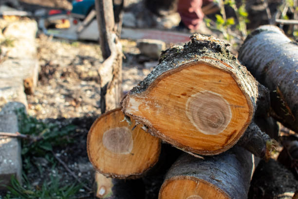 How Our Tree Care Process Works  in  Lawrenceburg, TN