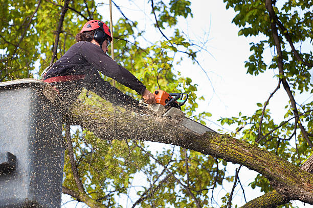 Lawn Pest Prevention in Lawrenceburg, TN